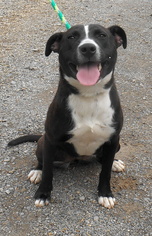 Labrador Retriever-Unknown Mix Dogs for adoption in Dickson, TN, USA