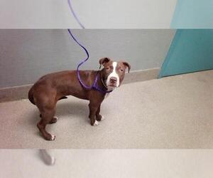 American Pit Bull Terrier-Unknown Mix Dogs for adoption in Las Vegas, NV, USA