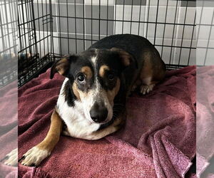 Mutt Dogs for adoption in Chico, CA, USA