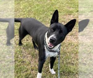 Australian Kelpie-Unknown Mix Dogs for adoption in Fort Lauderdale, FL, USA