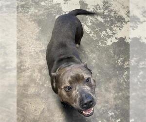 American Pit Bull Terrier Dogs for adoption in Tallahassee, FL, USA