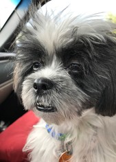Shih Tzu Dogs for adoption in Sanford, FL, USA