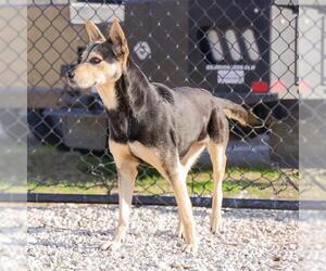 German Shepherd Dog-Unknown Mix Dogs for adoption in Waco, TX, USA