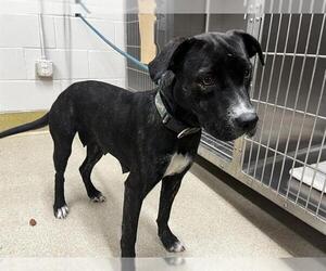 American Staffordshire Terrier-Unknown Mix Dogs for adoption in Grand Prairie, TX, USA