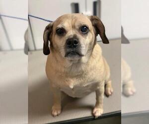 Puggle Dogs for adoption in Richmond, IN, USA