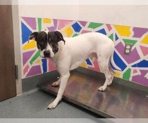 American Pit Bull Terrier Dogs for adoption in Baytown, TX, USA