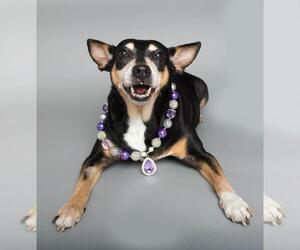 Rat Terrier-Unknown Mix Dogs for adoption in Wyandotte, MI, USA