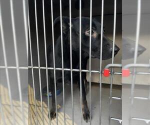 German Shepherd Dog-Unknown Mix Dogs for adoption in Las Vegas, NV, USA