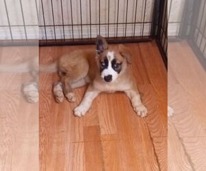 Border Collie-Siberian Husky Mix Dogs for adoption in Pacific grove , CA, USA