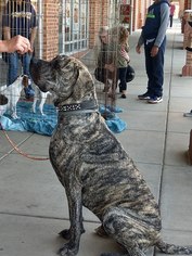 Mastiff-Unknown Mix Dogs for adoption in Woodbridge, VA, USA