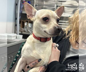 Chihuahua-Unknown Mix Dogs for adoption in Washington, DC, USA