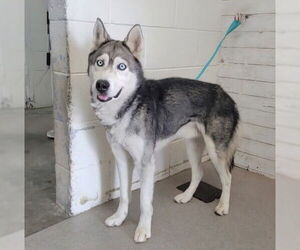 Siberian Husky Dogs for adoption in San Bernardino, CA, USA
