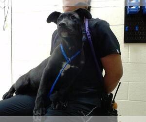 Labrador Retriever Dogs for adoption in Denver, CO, USA