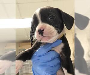 Mutt Dogs for adoption in Conroe, TX, USA