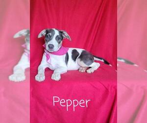Bulloxer Dogs for adoption in Newark, DE, USA
