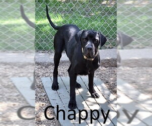 Great Dane-Unknown Mix Dogs for adoption in Mountain View, AR, USA