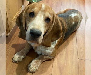 Basset Hound Dogs for adoption in Petaluma, CA, USA