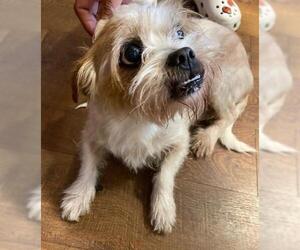 ShiChi Dogs for adoption in Orange, CA, USA