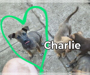 Mutt Dogs for adoption in Fallbrook, CA, USA