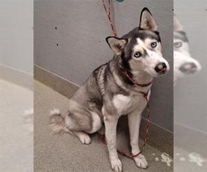 Siberian Husky-Unknown Mix Dogs for adoption in Las Vegas, NV, USA