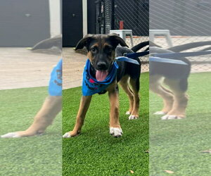 German Shepherd Dog-Unknown Mix Dogs for adoption in Holly Springs, NC, USA