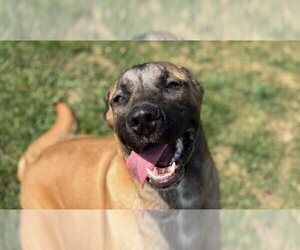 Anatolian Shepherd-Unknown Mix Dogs for adoption in Tulsa, OK, USA