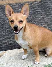 Chihuahua Dogs for adoption in Boonville, MO, USA