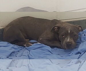 American Pit Bull Terrier Dogs for adoption in Glen Allen, VA, USA