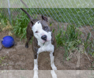 Bullypit Dogs for adoption in Clarkston, MI, USA