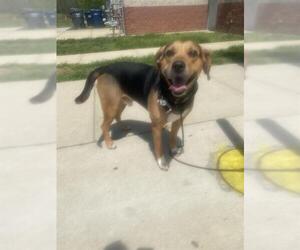 Catahoula Leopard Dog-Labrador Retriever Mix Dogs for adoption in Forestville, MD, USA