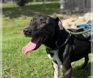 Mutt Dogs for adoption in Sugar Land, TX, USA