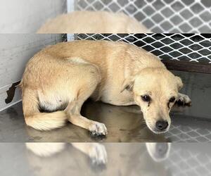 Chihuahua-Unknown Mix Dogs for adoption in Bakersfield, CA, USA