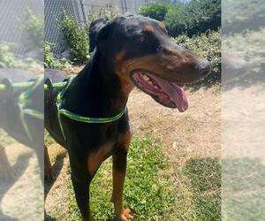 Doberman Pinscher Dogs for adoption in Sacramento, CA, USA