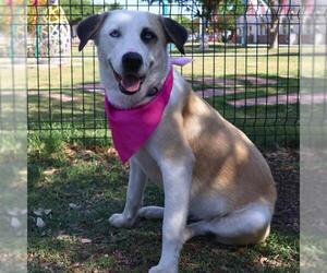 Labrador Retriever-Unknown Mix Dogs for adoption in San Antonio, TX, USA