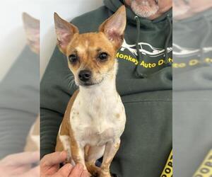 Chihuahua Dogs for adoption in San Martin, CA, USA