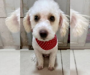 Bichon Frise Dogs for adoption in San Diego, CA, USA