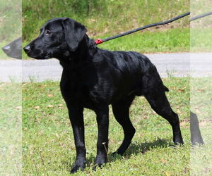Mutt Dogs for adoption in Prattville, AL, USA