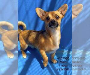 Chihuahua-Unknown Mix Dogs for adoption in Calgary, Alberta, Canada