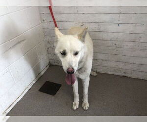 Siberian Husky Dogs for adoption in San Bernardino, CA, USA