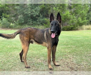 Mutt Dogs for adoption in PIPE CREEK, TX, USA