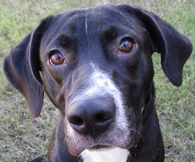 Labrador Retriever-Unknown Mix Dogs for adoption in Englewood, FL, USA