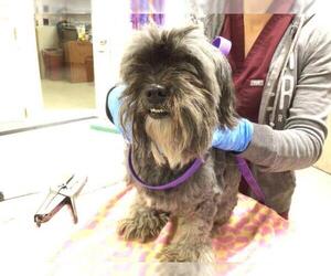 Shih Tzu-Unknown Mix Dogs for adoption in Riverside, CA, USA