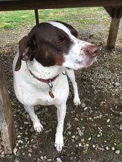 Pointer Dogs for adoption in Orleans, VT, USA