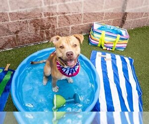 American Pit Bull Terrier Dogs for adoption in Minneapolis, MN, USA