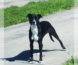American Pit Bull Terrier-Unknown Mix Dogs for adoption in Temple, TX, USA