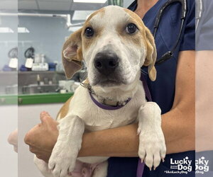 Labrador Retriever-Unknown Mix Dogs for adoption in Washington, DC, USA