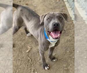 American Pit Bull Terrier Dogs for adoption in Riverside, CA, USA