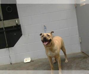 American Pit Bull Terrier-Unknown Mix Dogs for adoption in St. Cloud, FL, USA