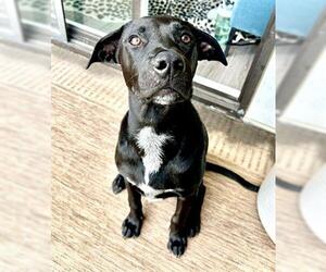 Labrador Retriever-Unknown Mix Dogs for adoption in Denver, CO, USA