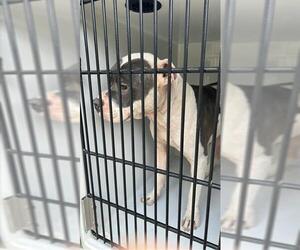 Mutt Dogs for adoption in Houston, TX, USA